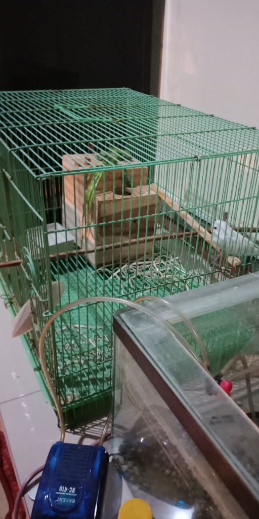 Need Tips Breeding Parkit Yg Betinanya Gak Mau Masuk Sarang