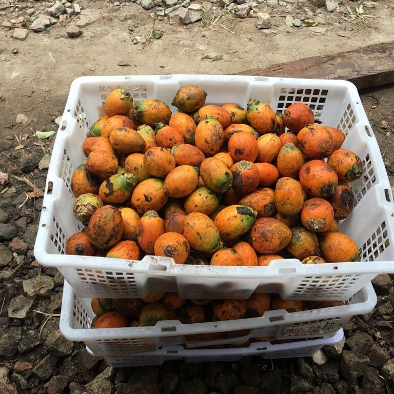 sharing usaha berkebun kelapa dan pinang,