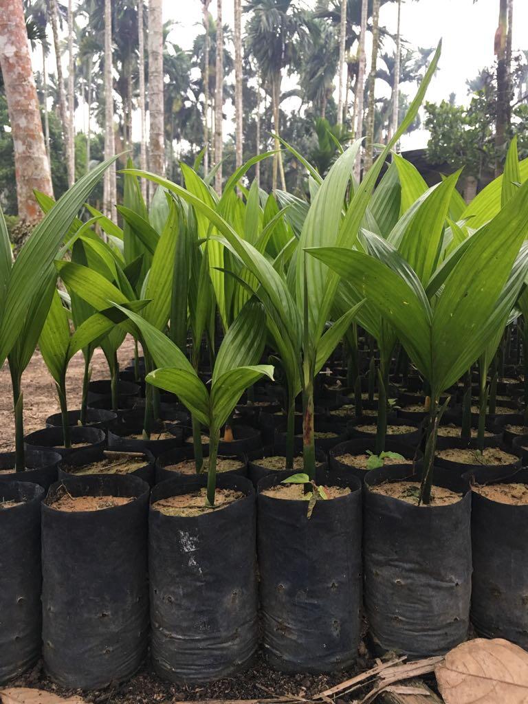 sharing usaha berkebun kelapa dan pinang,