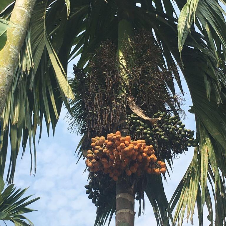 sharing usaha berkebun kelapa dan pinang,