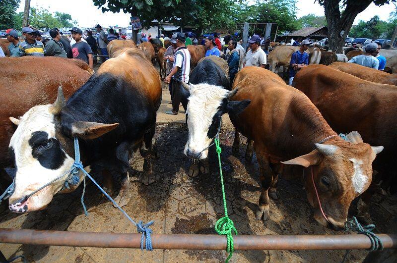 Pemerintah Tetapkan Idul Adha 1439 H pada 22 Agustus