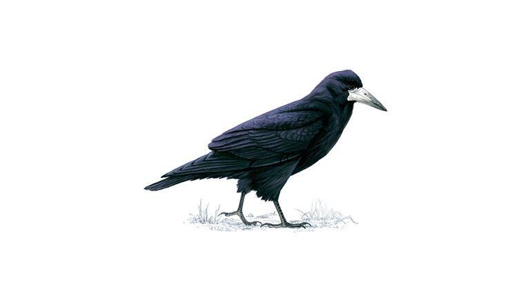Taman Hiburan di Prancis Ini Lepas Burung Gagak untuk Mengambil Sampah