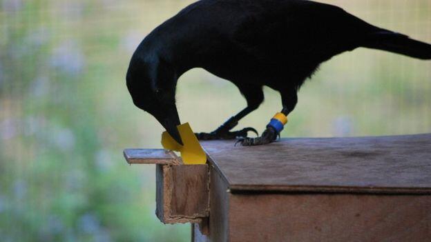 Taman Hiburan di Prancis Ini Lepas Burung Gagak untuk Mengambil Sampah