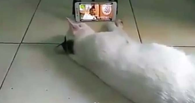 &#91;Video&#93; Saat Kucing Suka Video Ceramah UAS