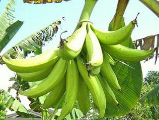 dibutuhkan 5 investor pertanian pisang tanduk
