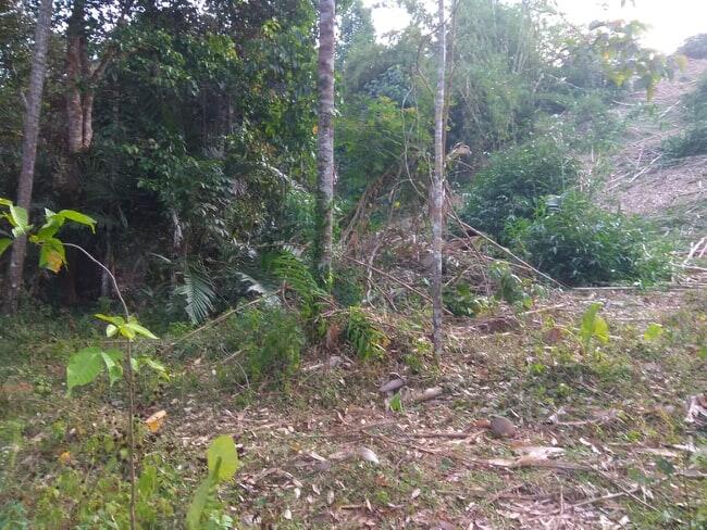  dibutuhkan 5 investor pertanian pisang tanduk