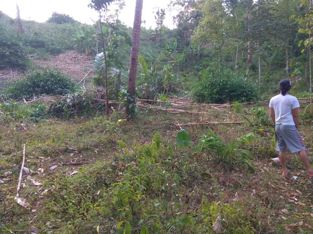  dibutuhkan 5 investor pertanian pisang tanduk