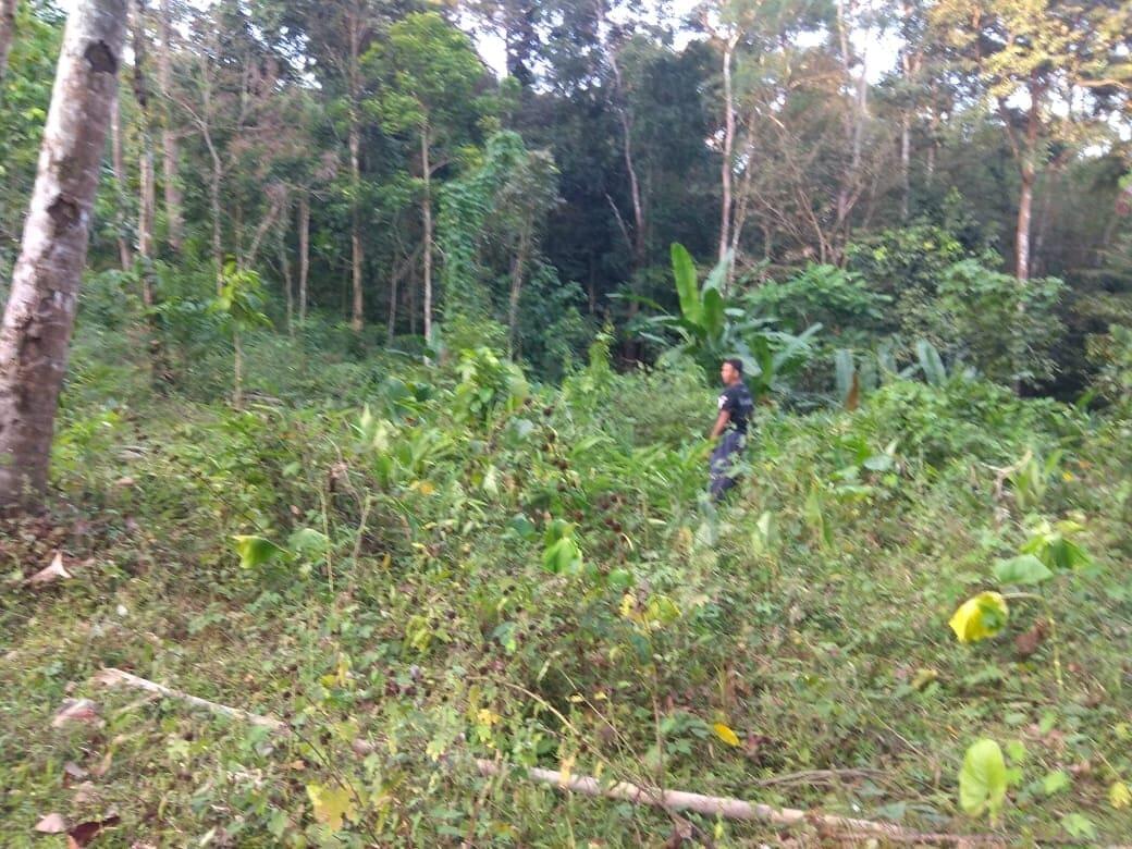  dibutuhkan 5 investor pertanian pisang tanduk