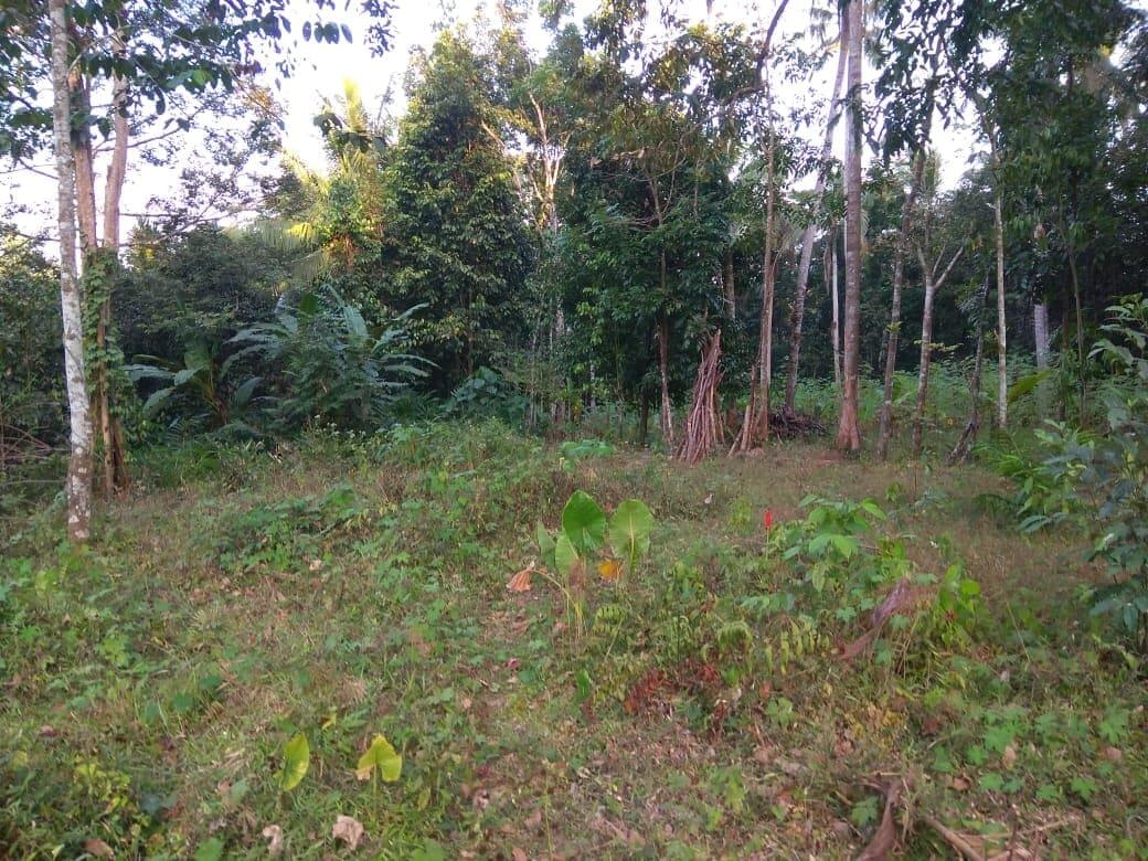  dibutuhkan 5 investor pertanian pisang tanduk