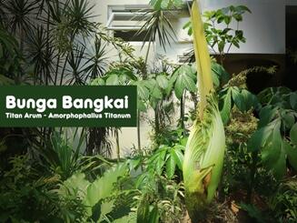 Bunga Bangkai Tertinggi Di Dunia Akan Mekar di Taman Buah Mekarsari Bogor Pada HUT RI