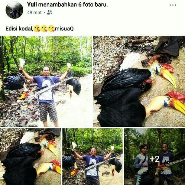 Bangga Pamer Burung Keramat Suku Dayak Hasil Buruan di FB Pria ini Jadi Buron