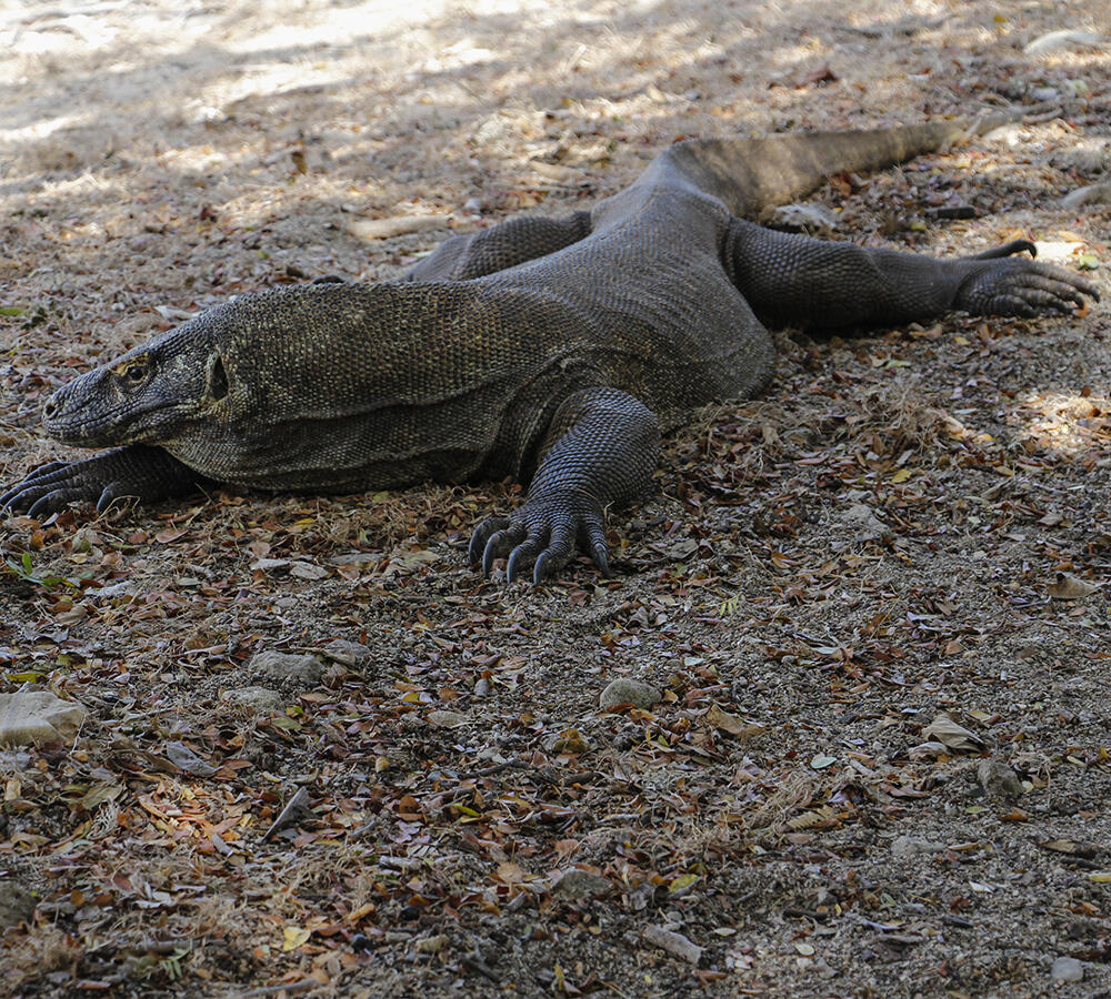 Jalan Jalan Ke Pulau Komodo