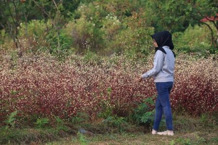 Puncak Jehan, Dulu dan Sekarang