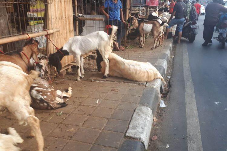 Jelang Idul Adha, Puluhan Pedagang Kurban Duduki Trotoar Tanah Abang