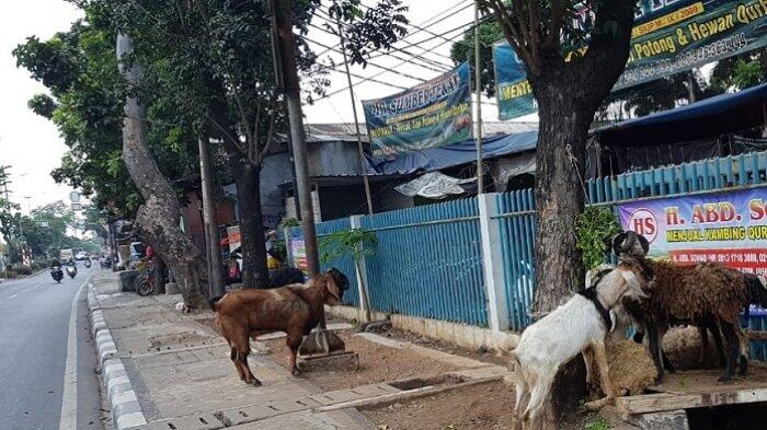 Jelang Idul Adha, Puluhan Pedagang Kurban Duduki Trotoar Tanah Abang