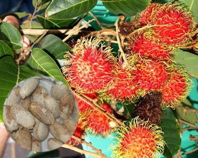 Suka Makan Buah Rambutan? Biji Jangan Dibuang, Ini Manfaatnya