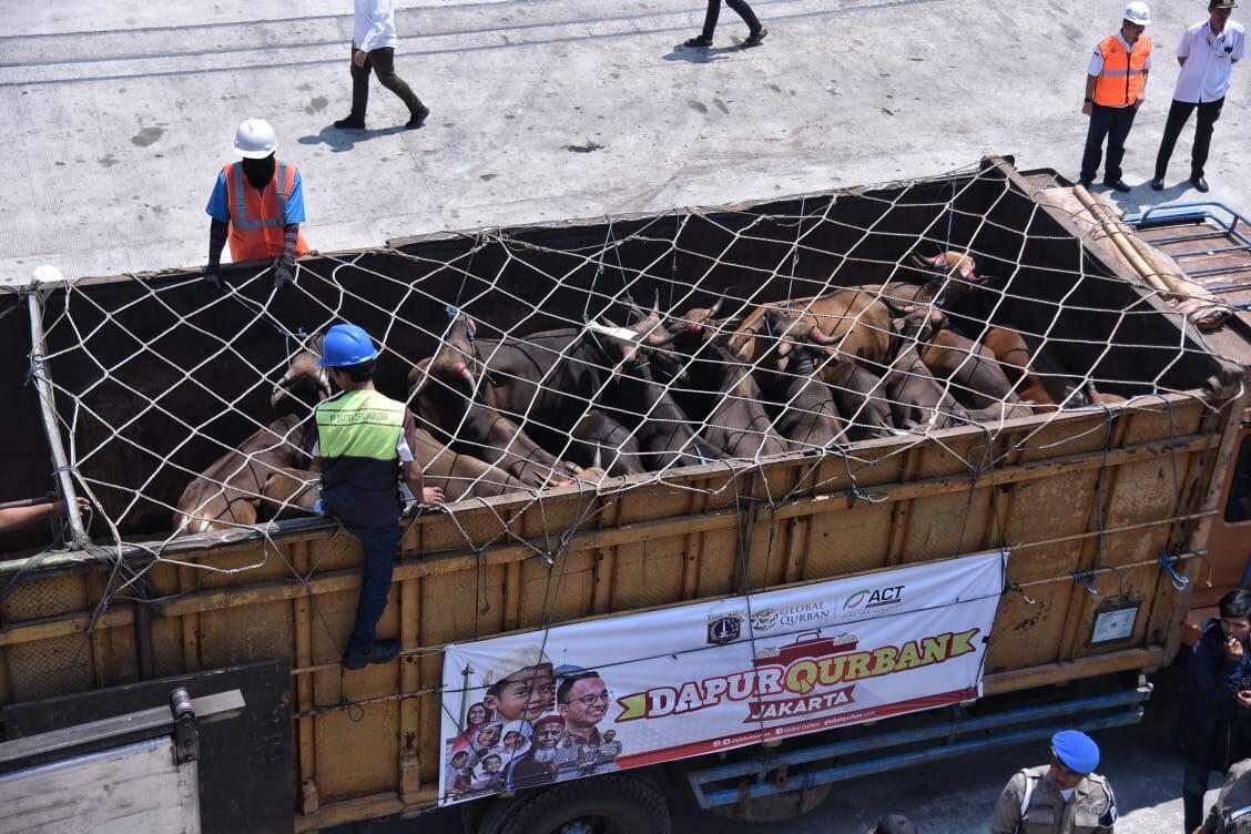 Pemda DKI Kurban 100 Sapi Untuk Lombok