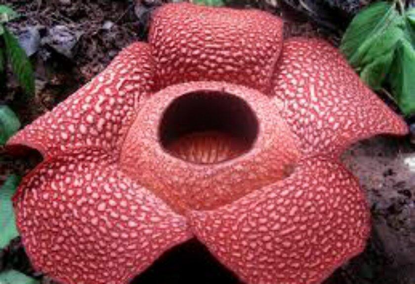 Kocak! Bunga Bangkai Ini Malah Tumbuh di Depan Restoran