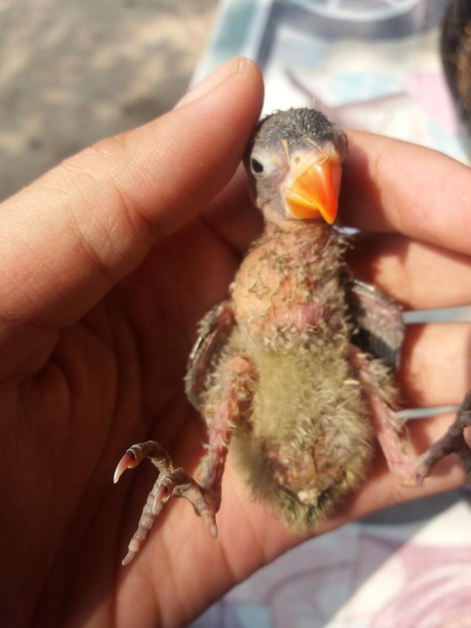 Yang Tanya Masuk Sini Semua Burung Kaskus