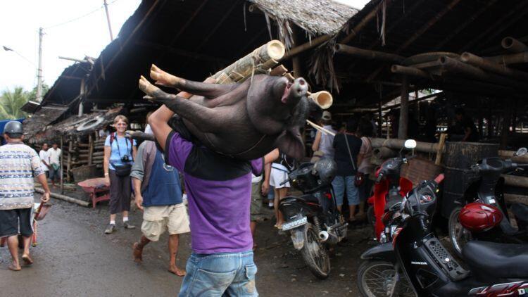 PASAR EKSTRIM TOMOHON +( DAFTAR HARGA) , GUDANGNYA MAKANAN EKSTREM DI INDONESIA