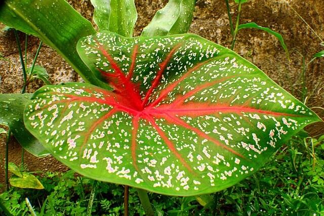 Ruangan Kerja Agan Ngebosenin? Yuk Bikin Lebih Hidup Dengan Tanaman Ini