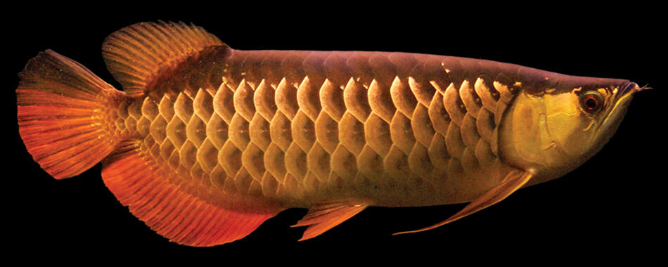 10 Jenis Ikan Arwana dari Seluruh Dunia