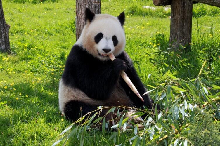 Panda Pelukis