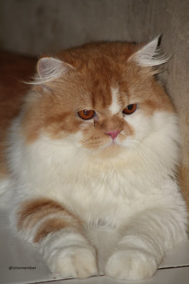 Sharing &amp; Berbagi Tips Dalam Merawat Kucing!!!