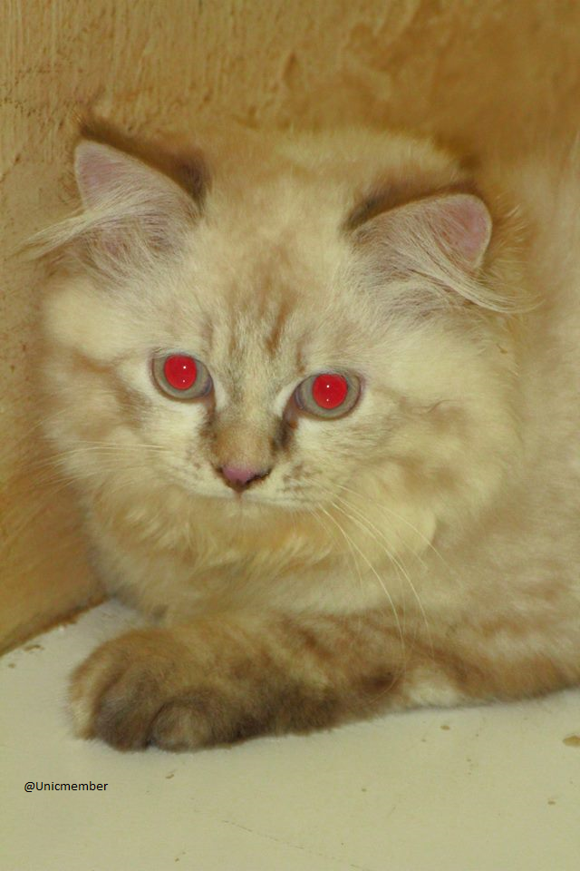 Sharing &amp; Berbagi Tips Dalam Merawat Kucing!!!