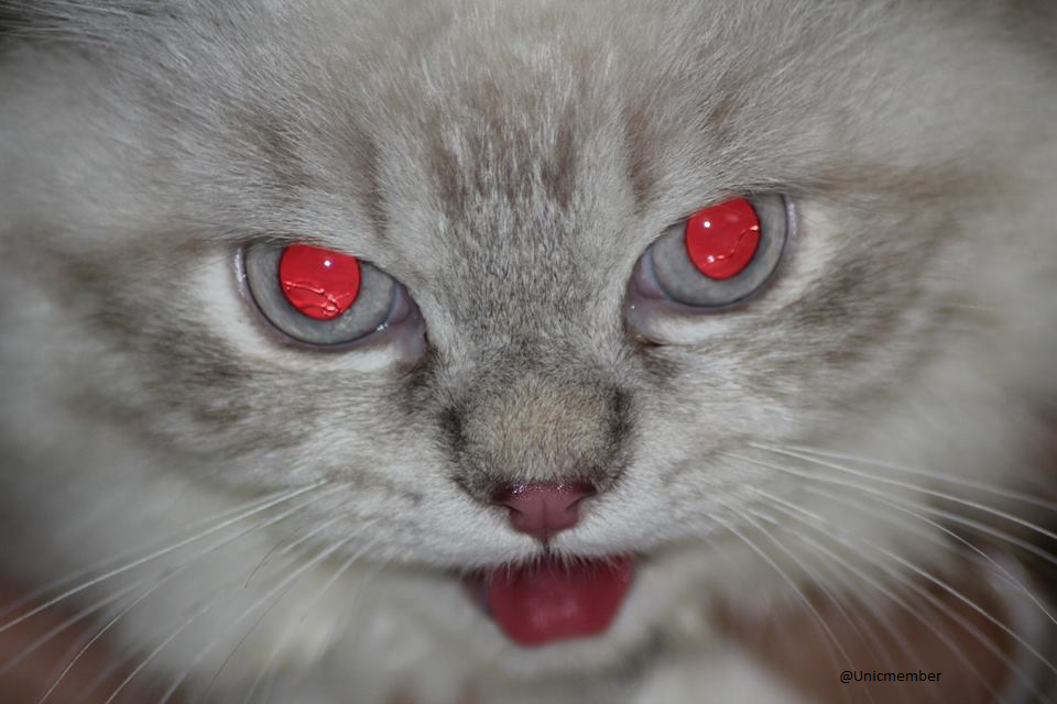 Sharing &amp; Berbagi Tips Dalam Merawat Kucing!!!