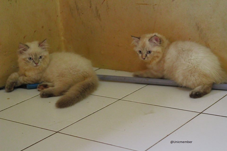 Sharing &amp; Berbagi Tips Dalam Merawat Kucing!!!