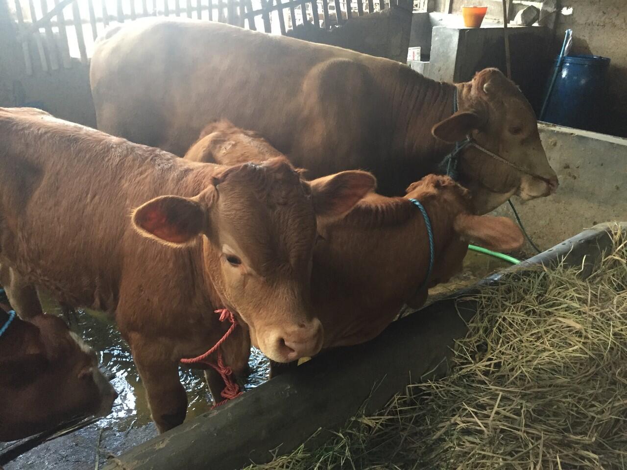 Yg Nyari Bibitan Sapi Simental Dan Limosin Super Monggo. Cocok Buat Inves Daripada Ua