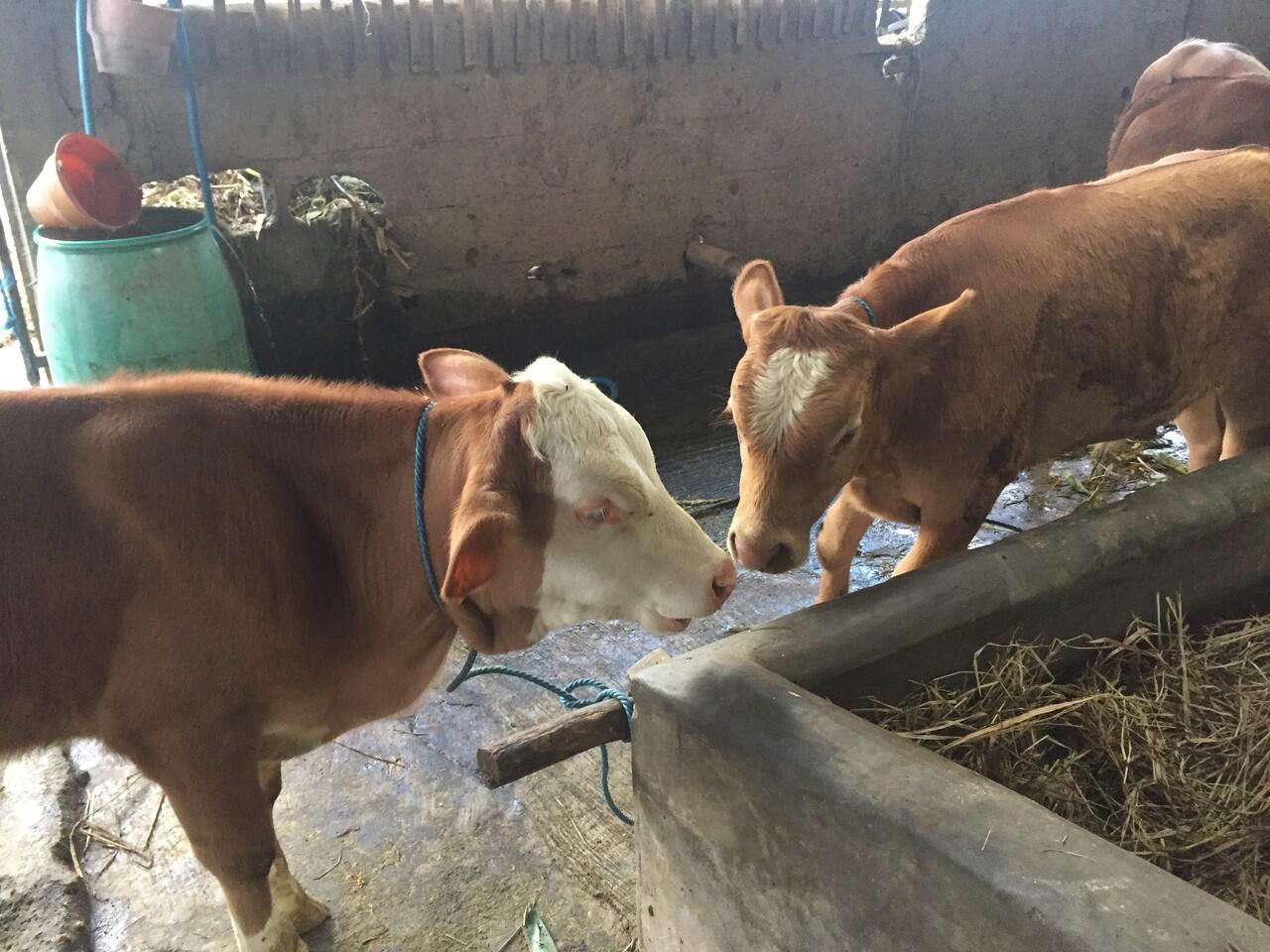 Yg Nyari Bibitan Sapi Simental Dan Limosin Super Monggo. Cocok Buat Inves Daripada Ua