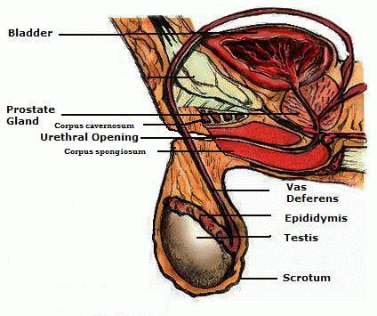 Penectomy Tribe