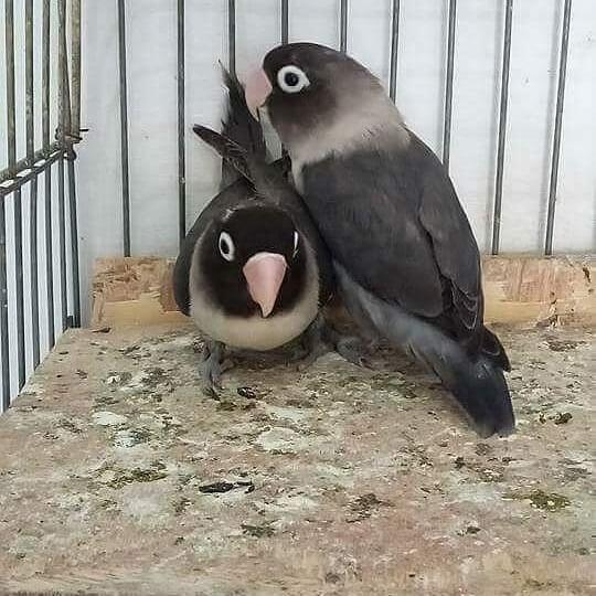 Sepasang Lovebird