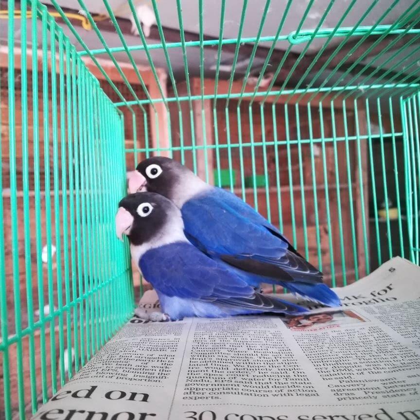 Sepasang Lovebird