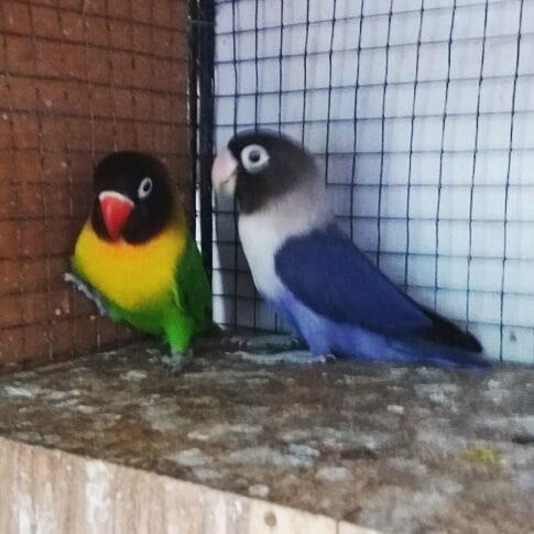 Sepasang Lovebird