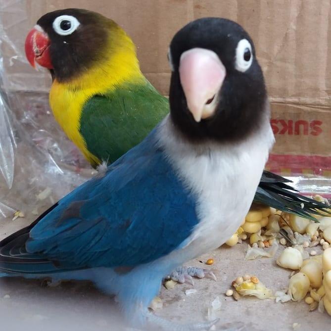 Sepasang Lovebird