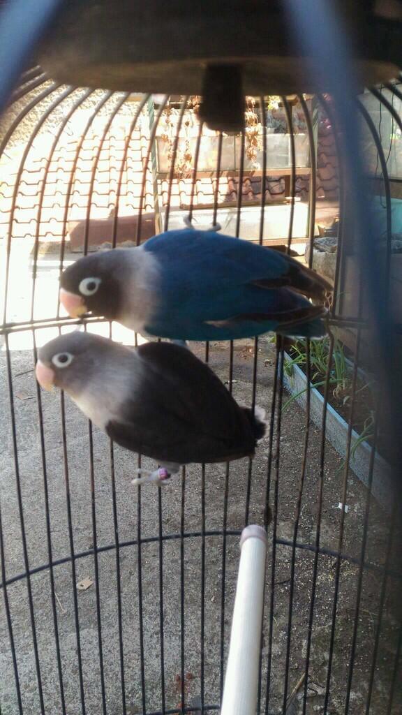 Sepasang Lovebird
