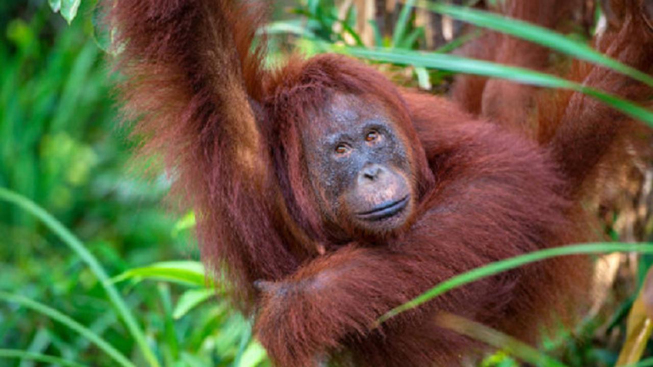 Semut hingga Gurita, 6 Hewan yang Dianggap Paling Cerdas di Muka Bumi