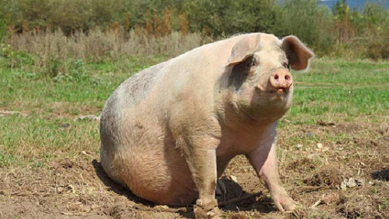 Babi hingga Kuda, Ini 5 Hewan yang Diyakini Membawa Keberuntungan