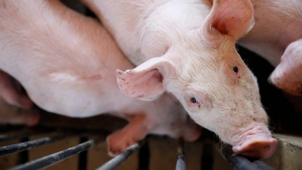 Babi hingga Kuda, Ini 5 Hewan yang Diyakini Membawa Keberuntungan