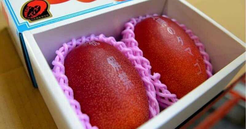 Mangga Termahal Di Dunia