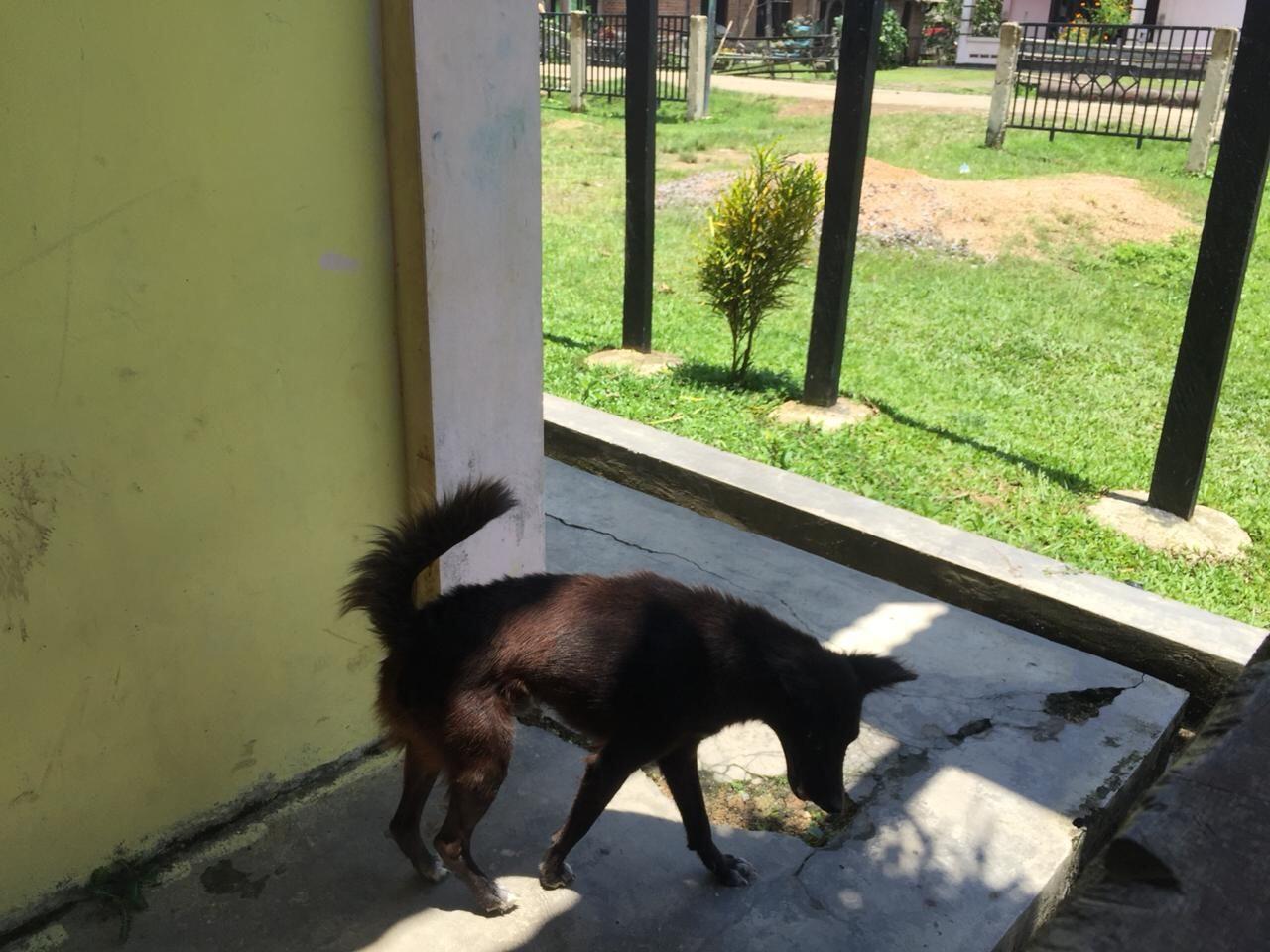 Kisah Inspiratif: Gadis Muda Ini Melawan Rabies di Sorong