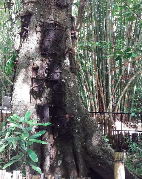 Merinding, Ini 7 Fakta Kuburan Bayi di Tana Toraja yang Jadi Wisata!