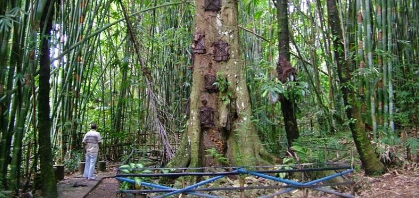 Merinding, Ini 7 Fakta Kuburan Bayi di Tana Toraja yang Jadi Wisata!