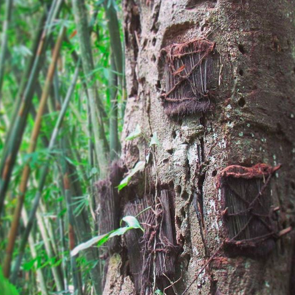 Merinding, Ini 7 Fakta Kuburan Bayi di Tana Toraja yang Jadi Wisata!