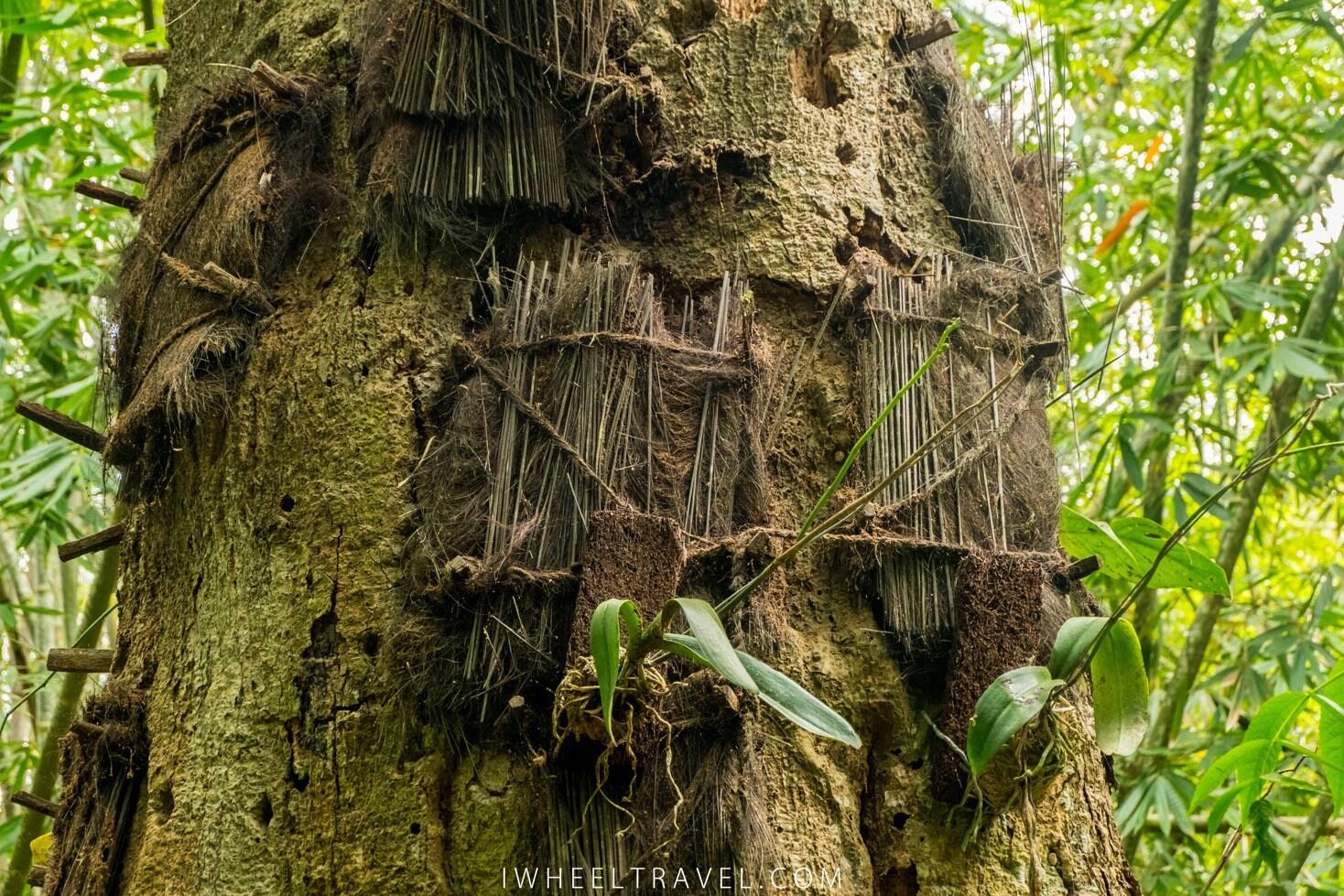 Merinding, Ini 7 Fakta Kuburan Bayi di Tana Toraja yang Jadi Wisata!