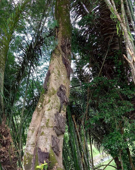 Merinding, Ini 7 Fakta Kuburan Bayi di Tana Toraja yang Jadi Wisata!