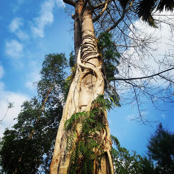 Merinding, Ini 7 Fakta Kuburan Bayi di Tana Toraja yang Jadi Wisata!